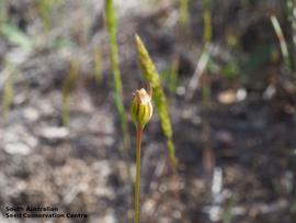   Fruit:   Wahlenbergia gracilenta ; Photo by South Australian Seed Conservation Centre, used with permission
